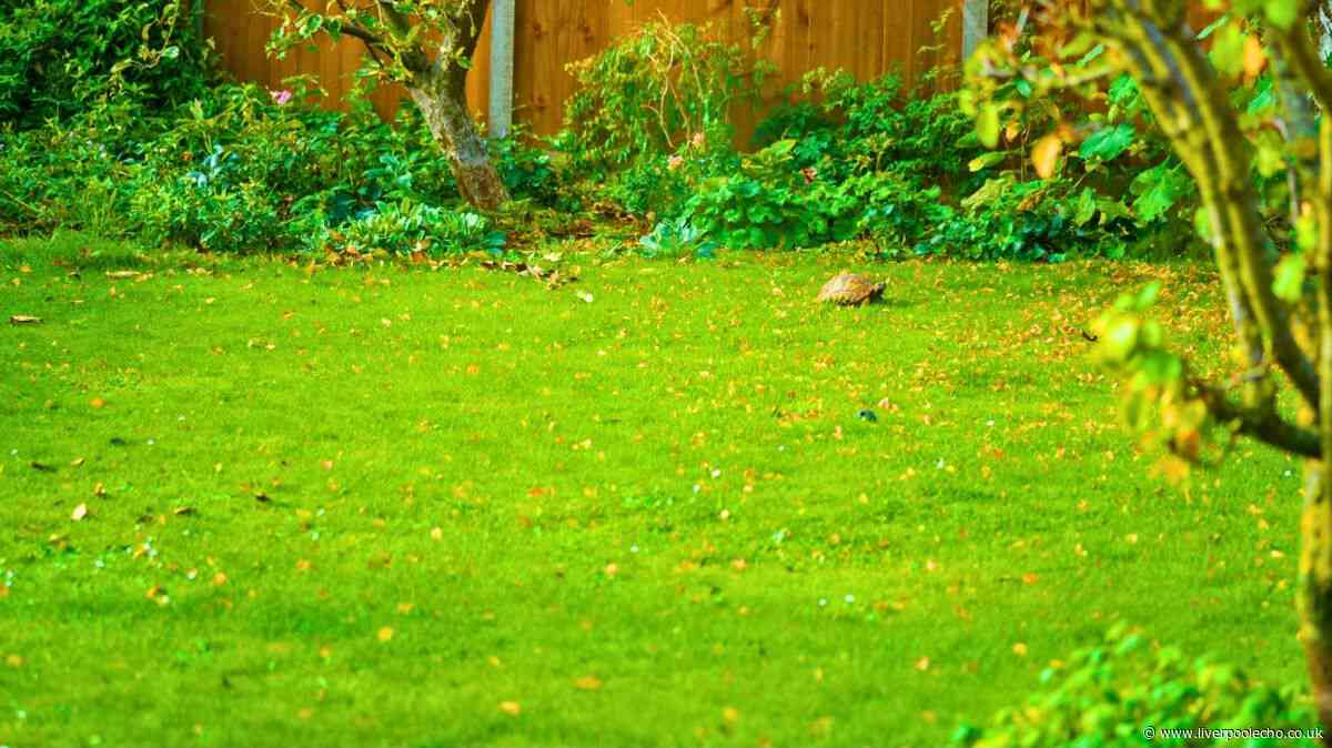 Lawns come back thick and green if you do Monty Don's one crucial task in September
