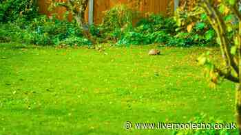 Lawns come back thick and green if you do Monty Don's one crucial task in September