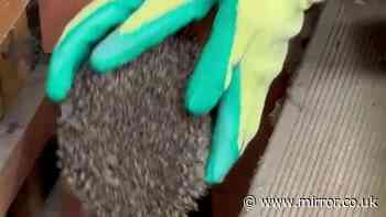 Ghost caught on camera turns out to be 'ninja' hedgehog rampaging in night