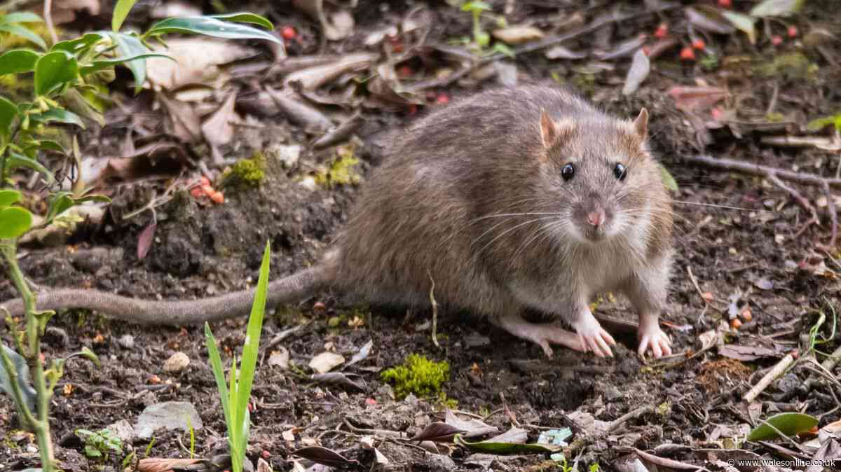 Keep rats out of homes and gardens by scattering 1 spice outdoors in September