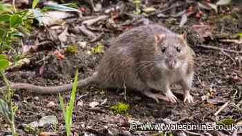 Keep rats out of homes and gardens by scattering 1 spice outdoors in September