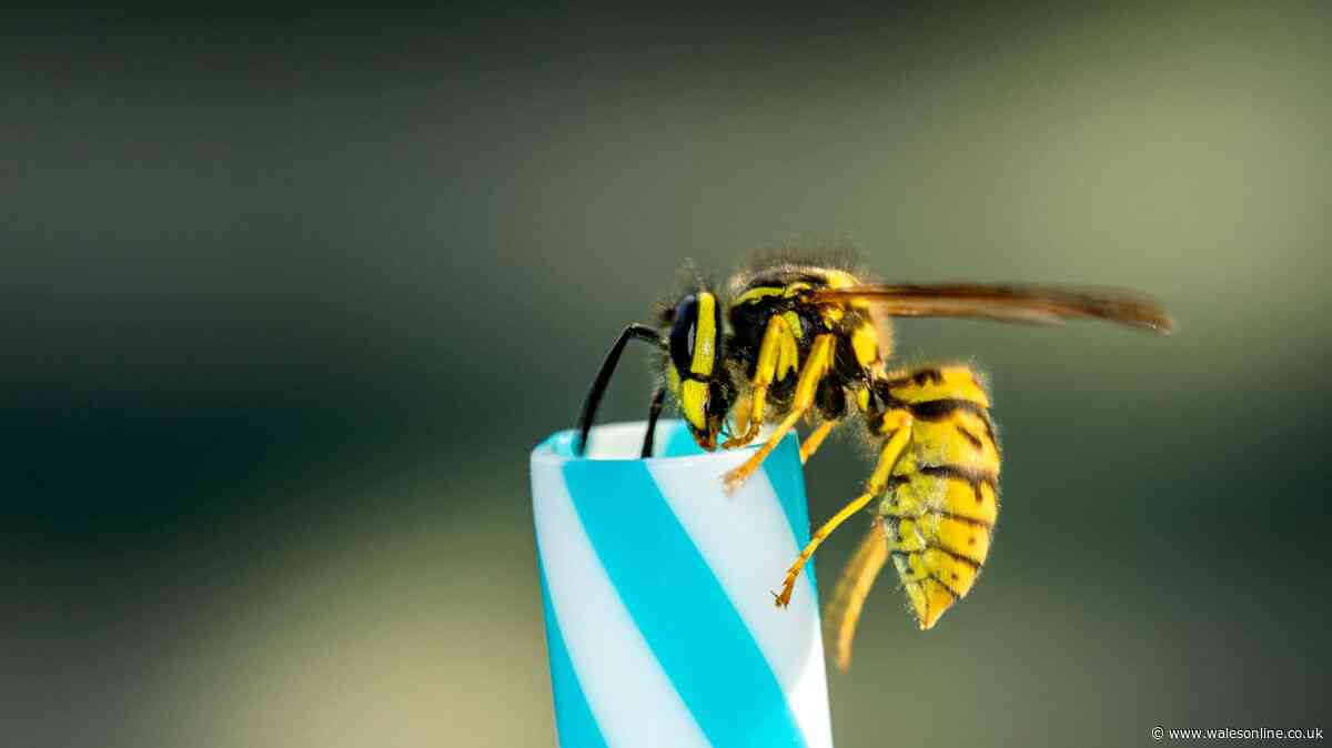 Keep wasps away from your food and drink with 1 common household item