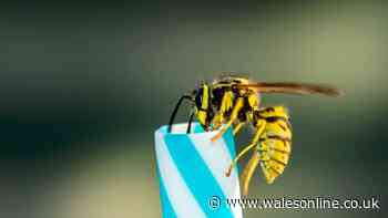 Keep wasps away from your food and drink with 1 common household item