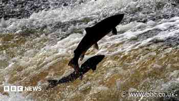 Sea trout and salmon numbers declining in rivers