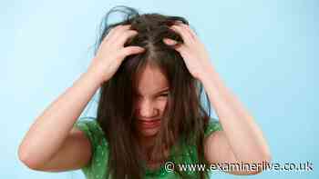 Expert warns of oncoming 30 per cent surge in head lice