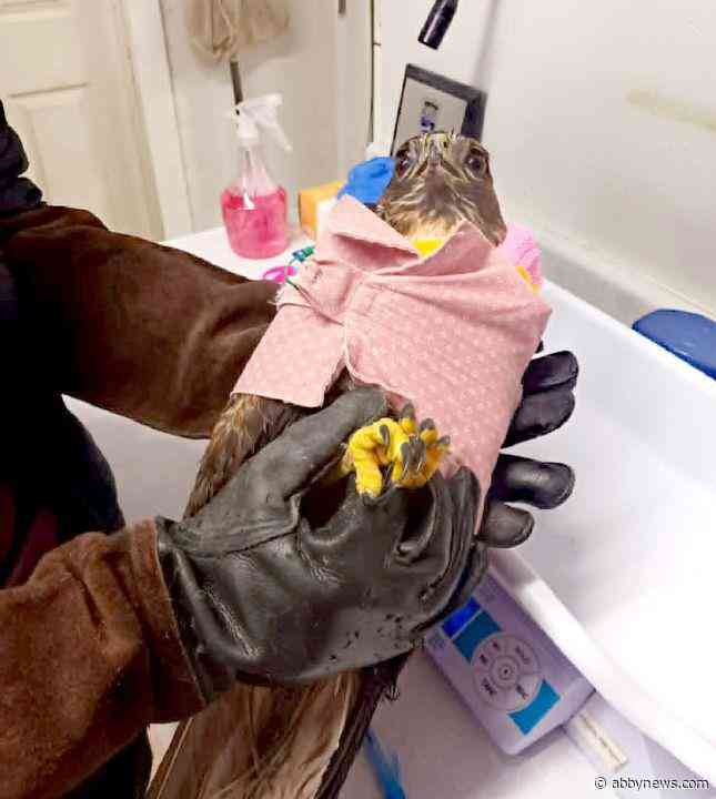 VIDEO: Hawk healed and back home in B.C. skies