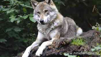 Achter de wolf schuilt een groter plan: wie maakt van Nederland een wildernis?