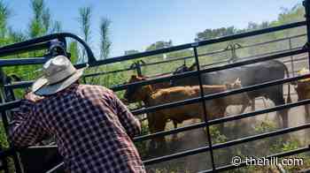 USDA launches initiative to rebuild US cattle herd