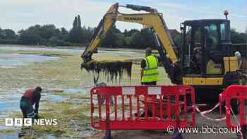 Workers wade into lagoon to clear algae