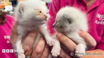 Kitten dies after being abandoned in a box