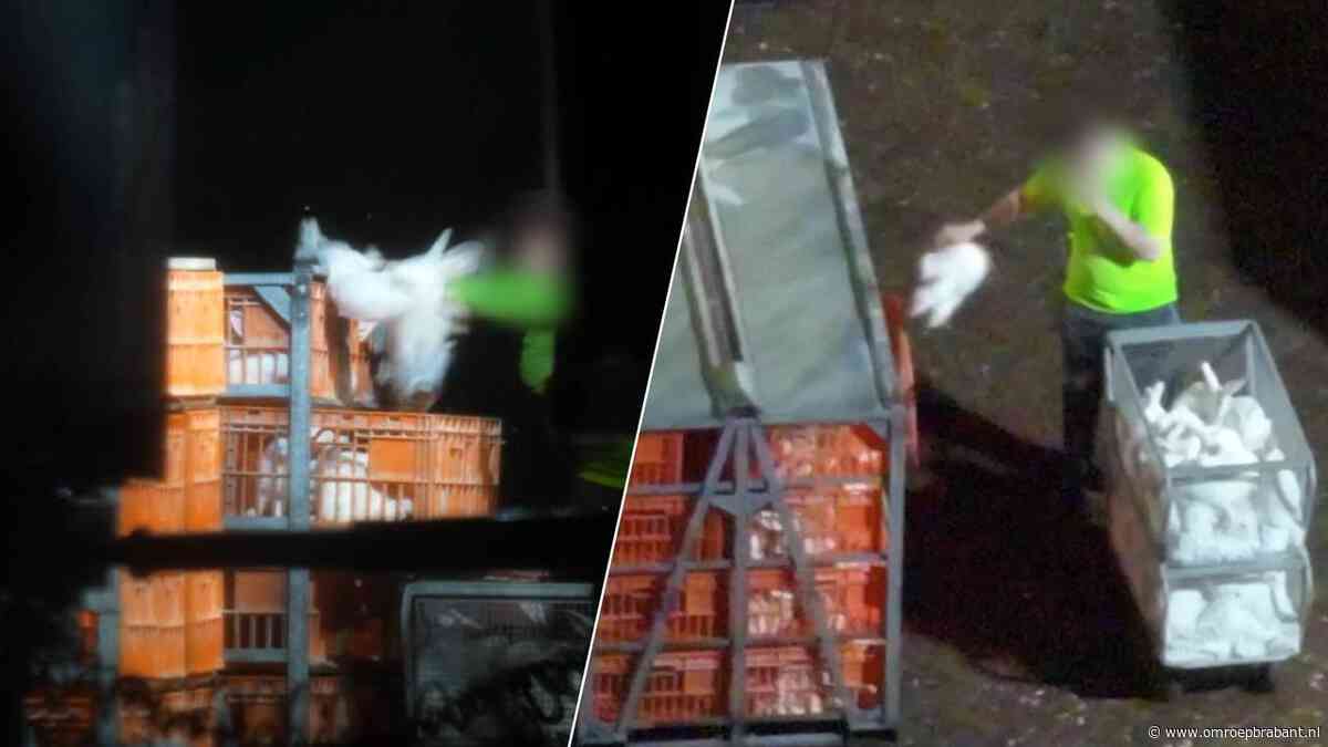 Staatssecretaris geschokt door beelden konijnenfokkers: 'Verschrikkelijk'