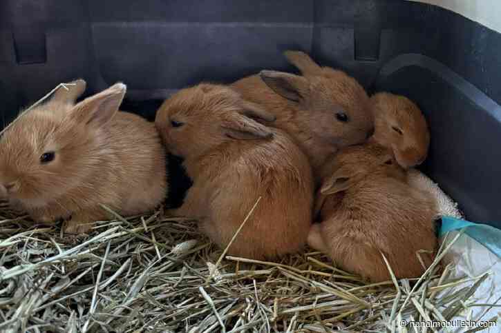 Fluffle of baby bunnies rescued from euthanasia on Vancouver Island