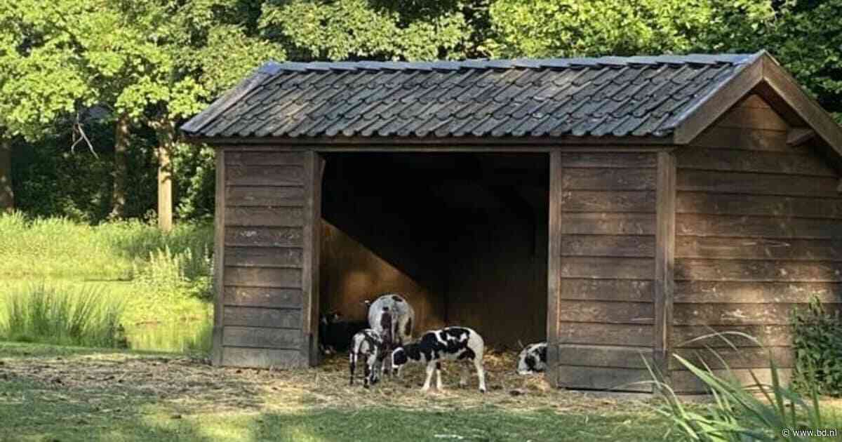 Rommelig of pure noodzaak? Schuilhut voor dieren splijt provincie en gemeente Best