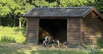 Rommelig of pure noodzaak? Schuilhut voor dieren splijt provincie en gemeente Best