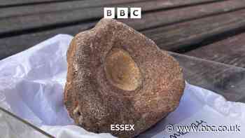 The ‘exceptional’ Roman fossil find of Essex