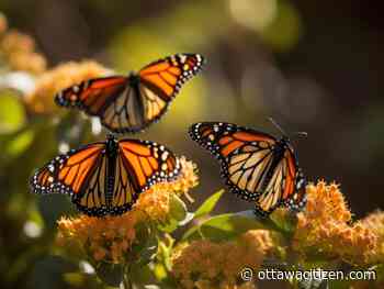 The city gardener: The butterfly effect 