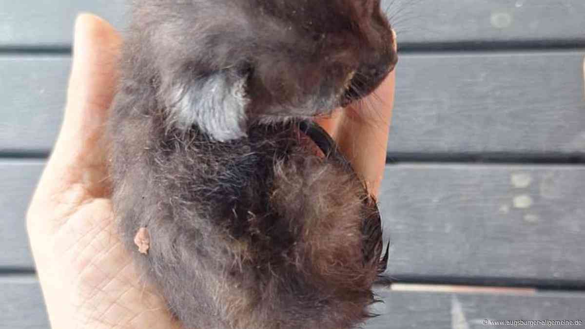 Ergreifende Bilder: Fünf ausgesetzte Babykatzen in Neuburg gerettet