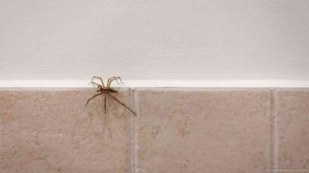 Stop spiders from entering your home this autumn with simple spray solution you can make with 2 ingredients