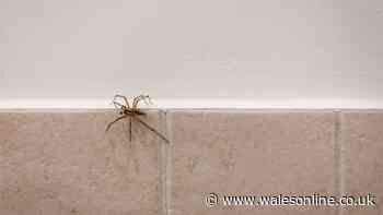 Stop spiders from entering your home this autumn with simple spray solution you can make with 2 ingredients