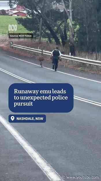 Runaway emu leads to unexpected police pursuit | ABC NEWS