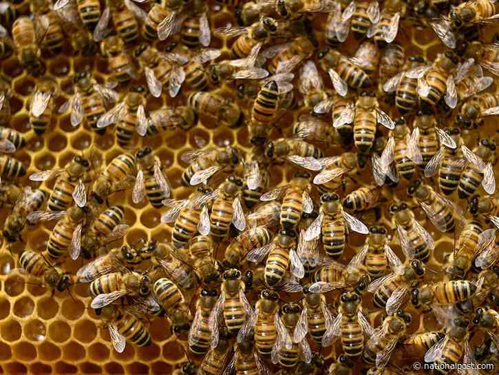 'You can't lay bees off.' Canadians will see cheap honey in trade war, but the sting will come