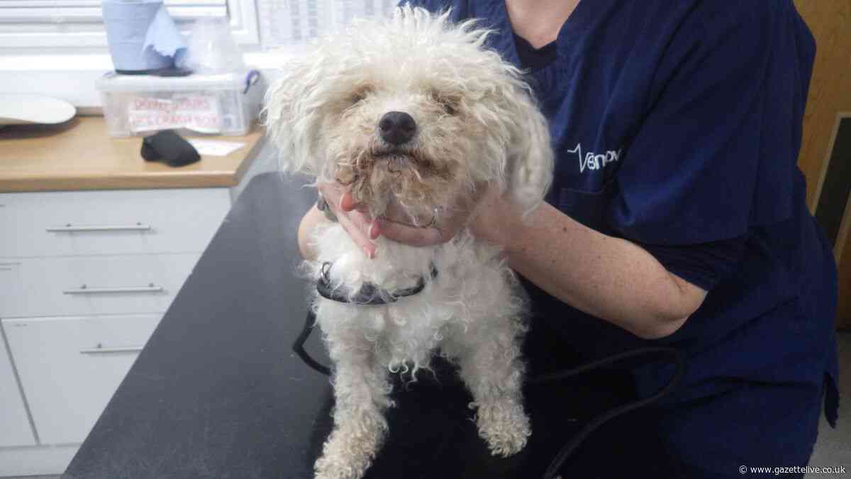 Starving dog had 'maggots crawling all over him - even out of eyes' as cruel owner banned