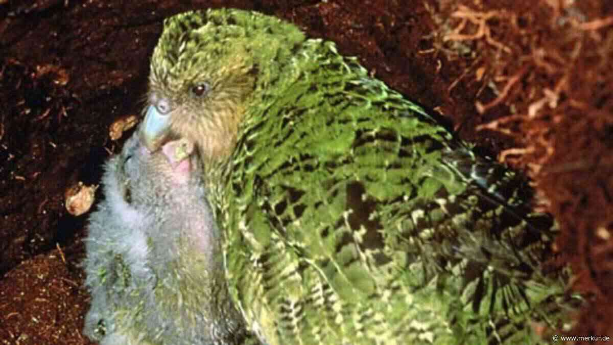 Kleines Naturwunder: 90 Küken retten einen der weltweit seltensten Vögel