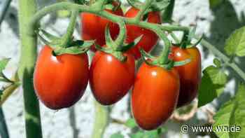 Warum Sie öfter zur Tomate greifen sollten – und worauf Sie beim Kauf achten müssen