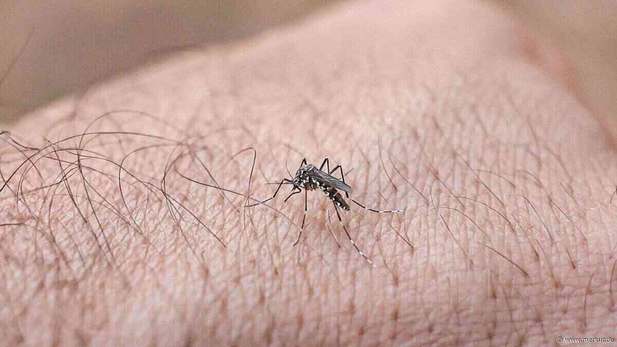 Tigermücke überträgt Dengue-Virus in Italien erstmals lokal – Behörden schlagen Alarm
