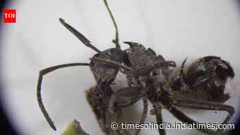 Zombie fungus forces ants to bite leaves before killing them
