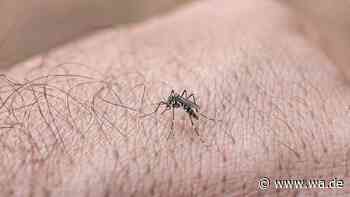 Tigermücke überträgt Dengue-Virus in Italien erstmals lokal – Behörden schlagen Alarm