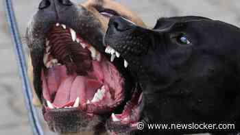 Baasje hitst pitbulls op om man aan te vallen: slachtoffer (64) zwaargewond aan arm