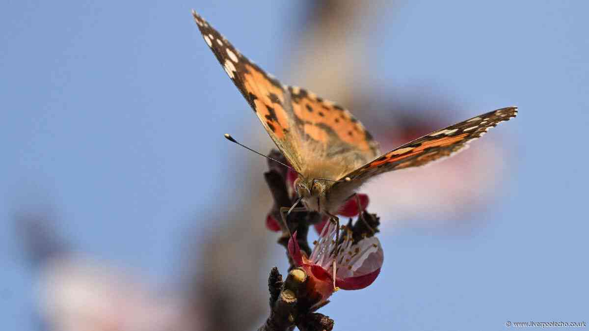 Attract butterflies to your garden in September by placing four everyday items outside