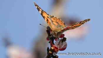 Attract butterflies to your garden in September by placing four everyday items outside