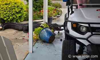 'Welcome to Florida': Couple finds massive gator in driveway after moving to state