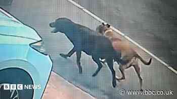 'Cats are being killed by loose dogs in our neighbourhood'