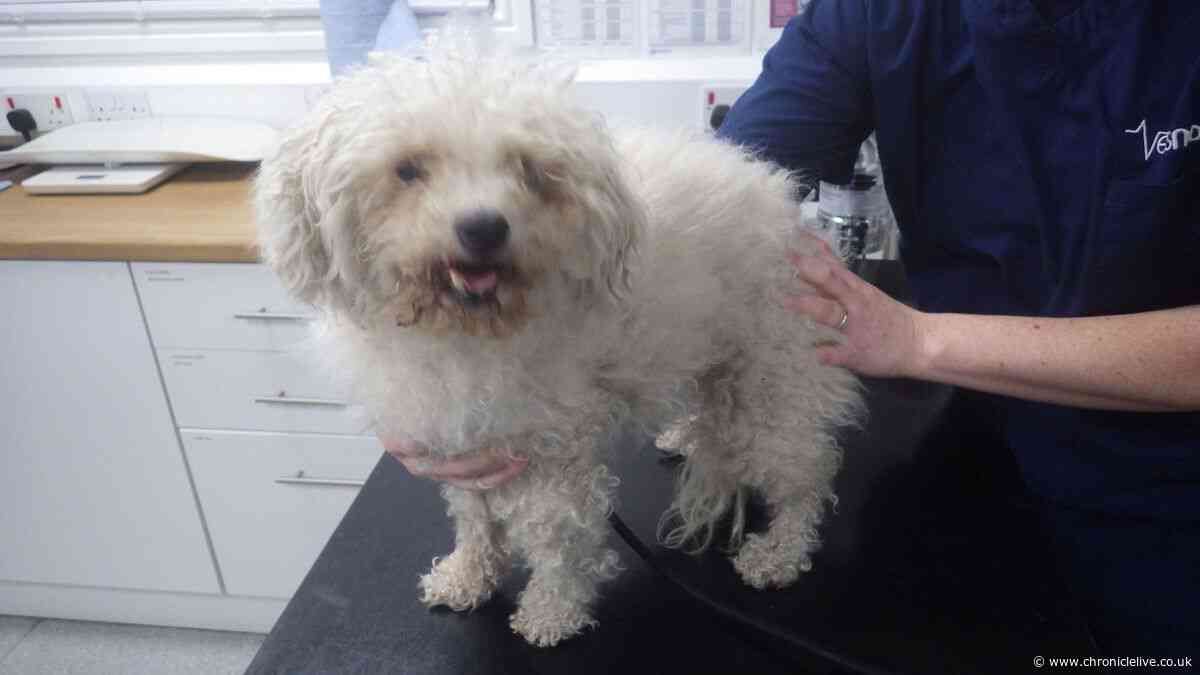 North East woman given animal ban after pet dog found with 'maggots crawling all over him'