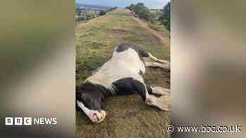 Campers urged not to feed horses dangerous foods