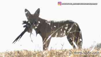 Rare, real-life coyote-and-roadrunner drama unfolds in LA