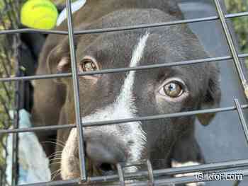 OKC Animal Shelter waiving adoption fees for dogs through Sept. 5