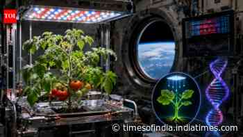 Tomato plants in space switched thousands of genes, Nasa study reveals