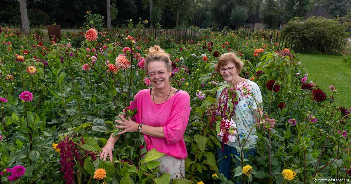 Dahlia’s met slechte dagen en een agave van vijftig jaar: in deze tuinen bij Espel draait alles om liefde voor mens en natuur