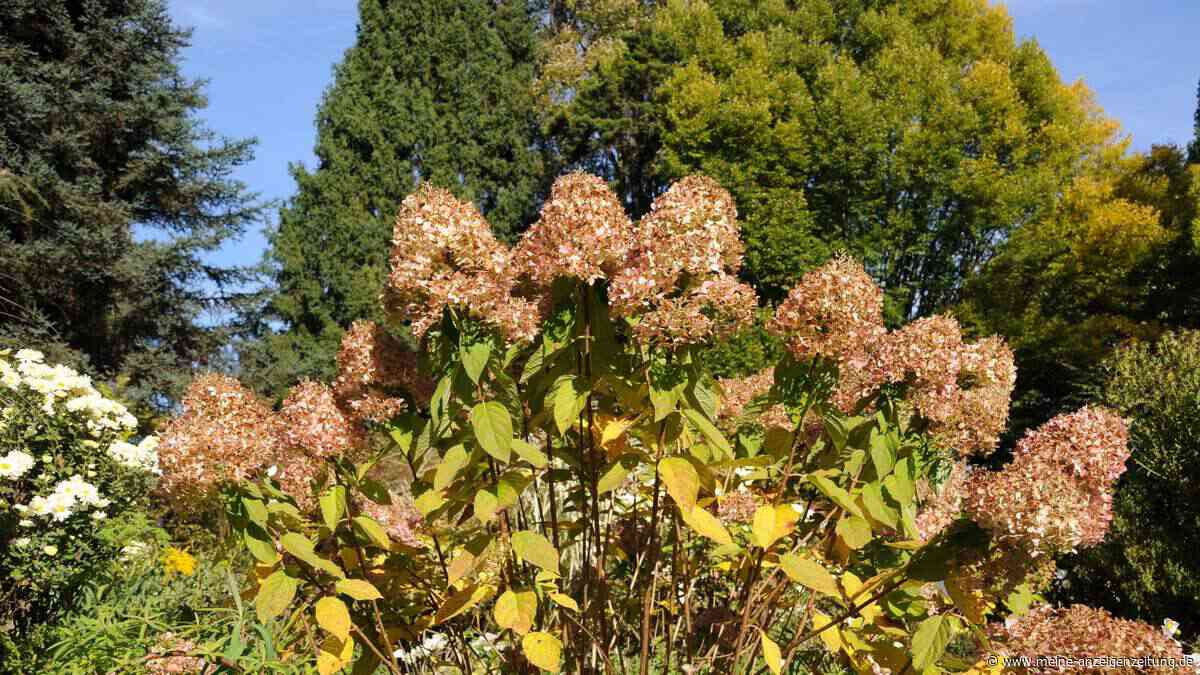Rückschnitt im Herbst: So blüht Ihre Rispenhortensie nächstes Jahr üppiger denn je