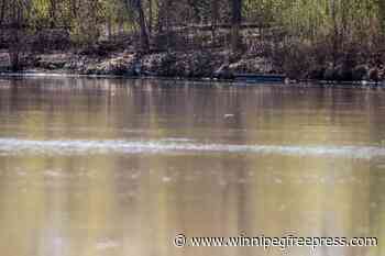 Winnipeg woman saves child, father in ‘courageous’ river rescue