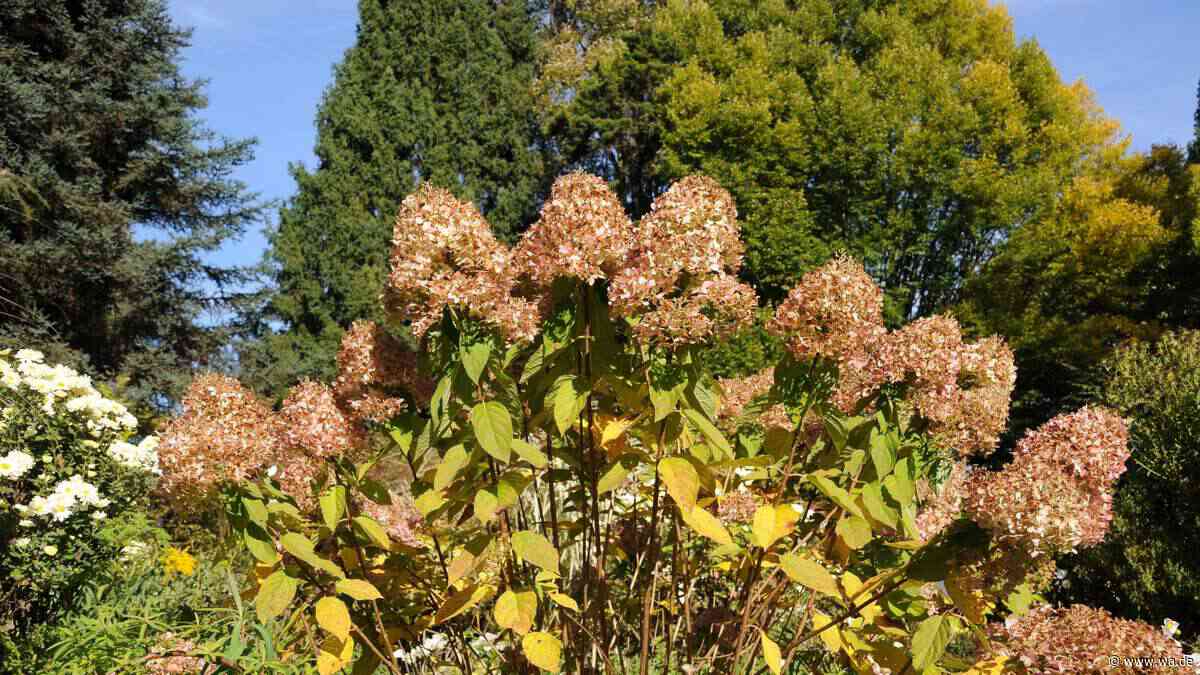 Rückschnitt im Herbst: So blüht Ihre Rispenhortensie nächstes Jahr üppiger denn je