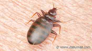 How to get rid of BED BUGS as experts warn the mites are marching across Europe and thousands of holidaymakers return from summer breaks covered in red, itchy welts