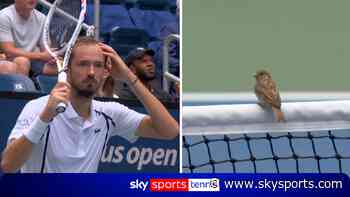 'This is very bad!' | Medvedev fumes as birds halt play!