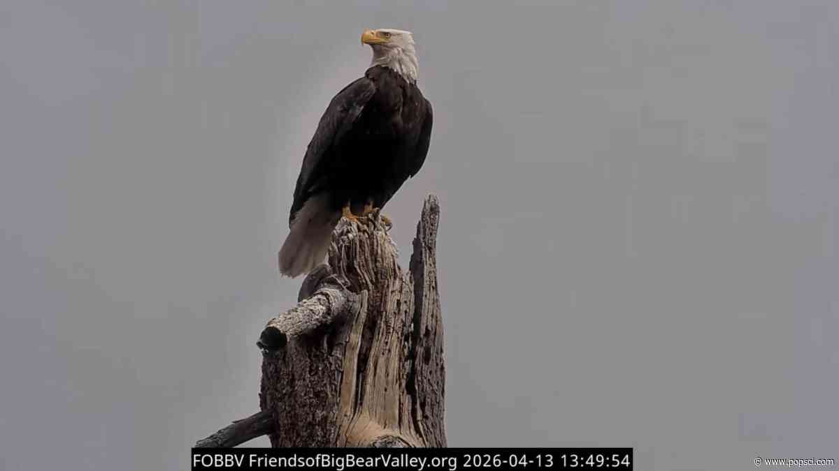 California Wildlife Day to honor beloved bald eagle Jackie