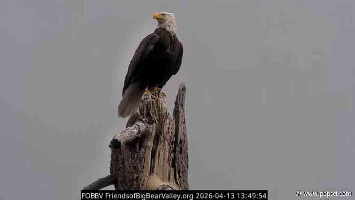 California Wildlife Day to honor beloved bald eagle Jackie