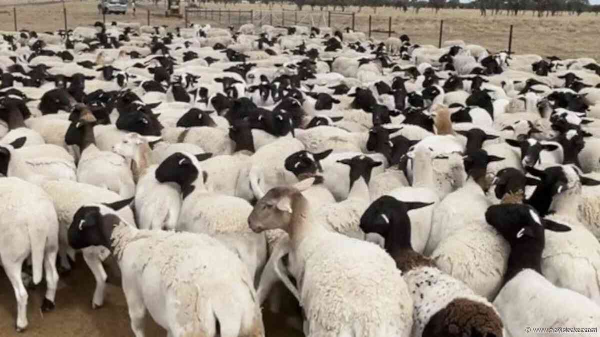 Duizenden schapen met miljoenenwaarde gestolen van Australische boerderij